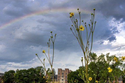 Gates tower at Grinnell College with yellow flowers and a rainbow in the sky